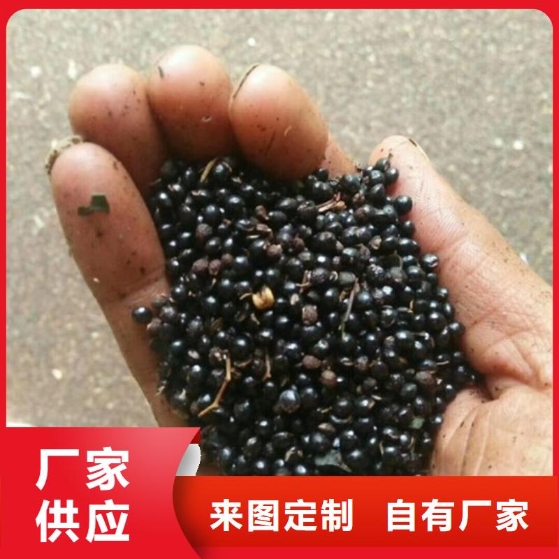 花椒苗-梨樹苗量大更優惠