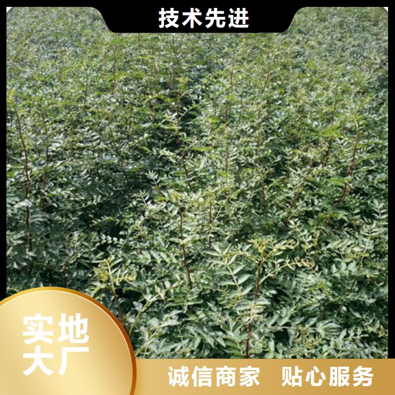 【花椒苗蓝莓苗大品牌值得信赖】