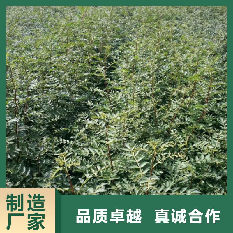 【 花椒苗_梨树苗欢迎来电询价】|核桃苗-兴海苗木种植社(甘肃省分公司)