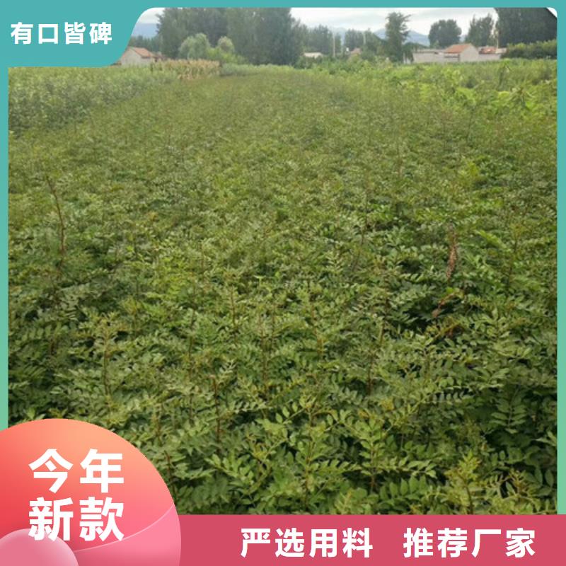花椒苗极速发货