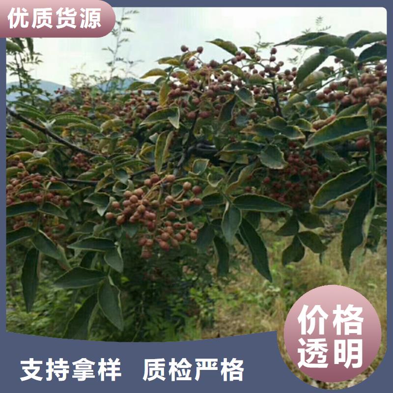 【 花椒苗_梨树苗欢迎来电询价】兴海核桃苗