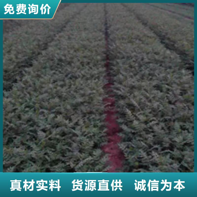 【 花椒苗_梨树苗欢迎来电询价】|核桃苗-兴海苗木种植社(甘肃省分公司)