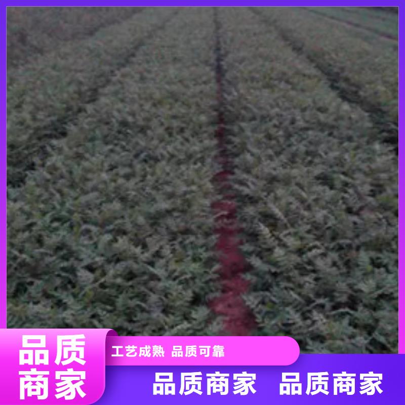 花椒苗-梨树苗量大更优惠