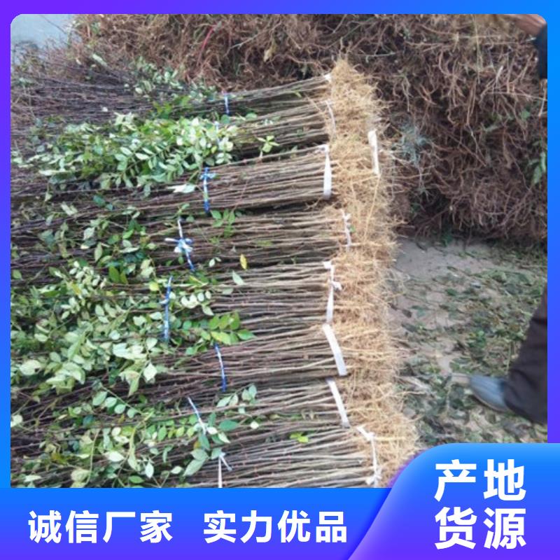 花椒苗桃树苗经验丰富质量放心