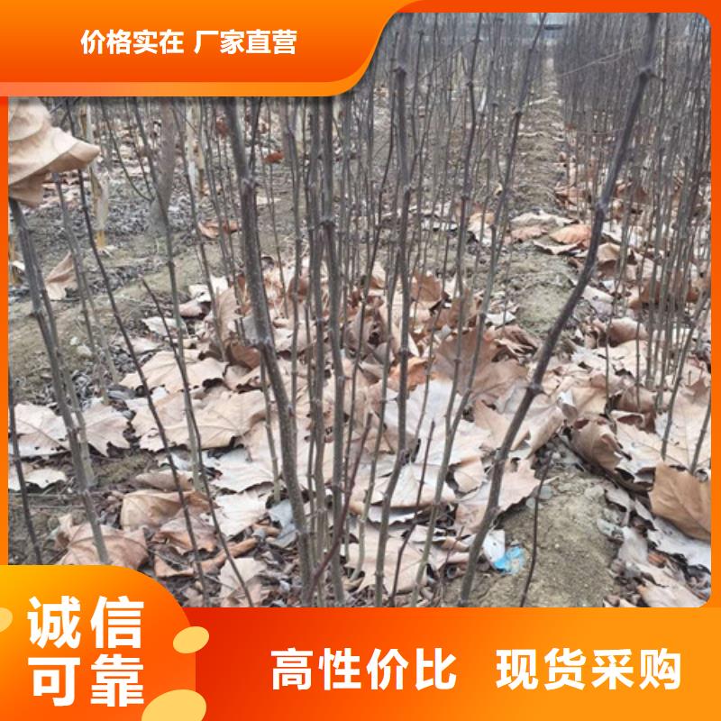 兴海【花椒苗】苹果苗无中间商厂家直销-企业旺旺