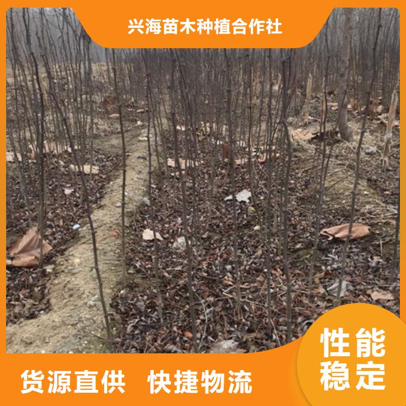 【 花椒苗_梨树苗欢迎来电询价】兴海核桃苗