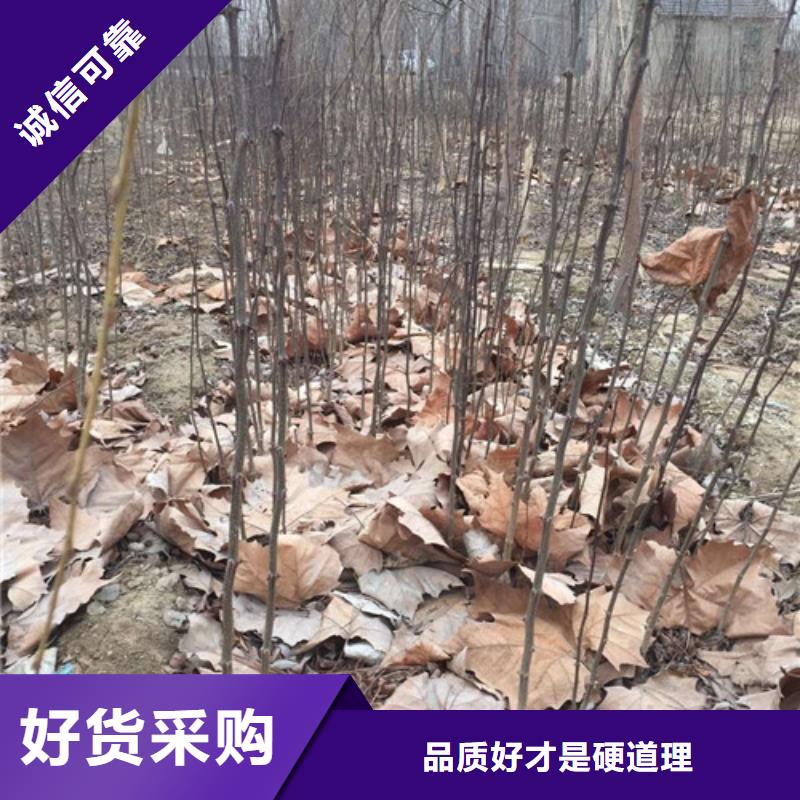 花椒苗桃树苗定制不额外收费