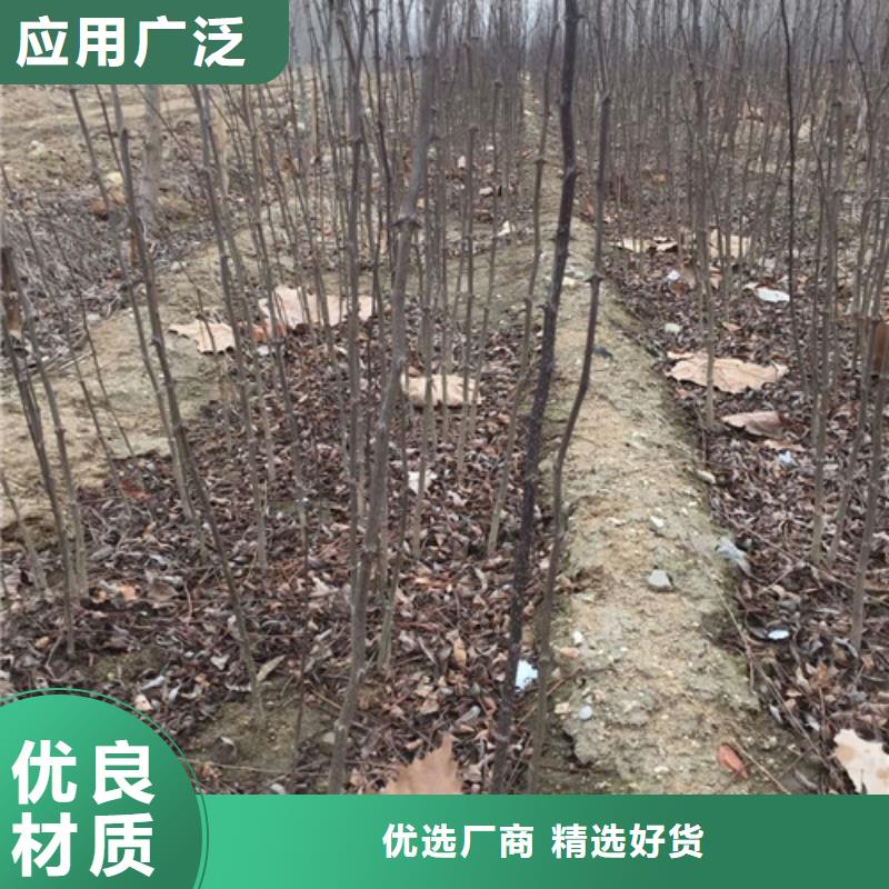 兴海【花椒苗】苹果苗无中间商厂家直销-企业旺旺