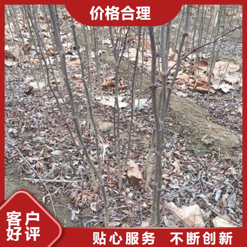 花椒苗,苹果苗好货有保障
