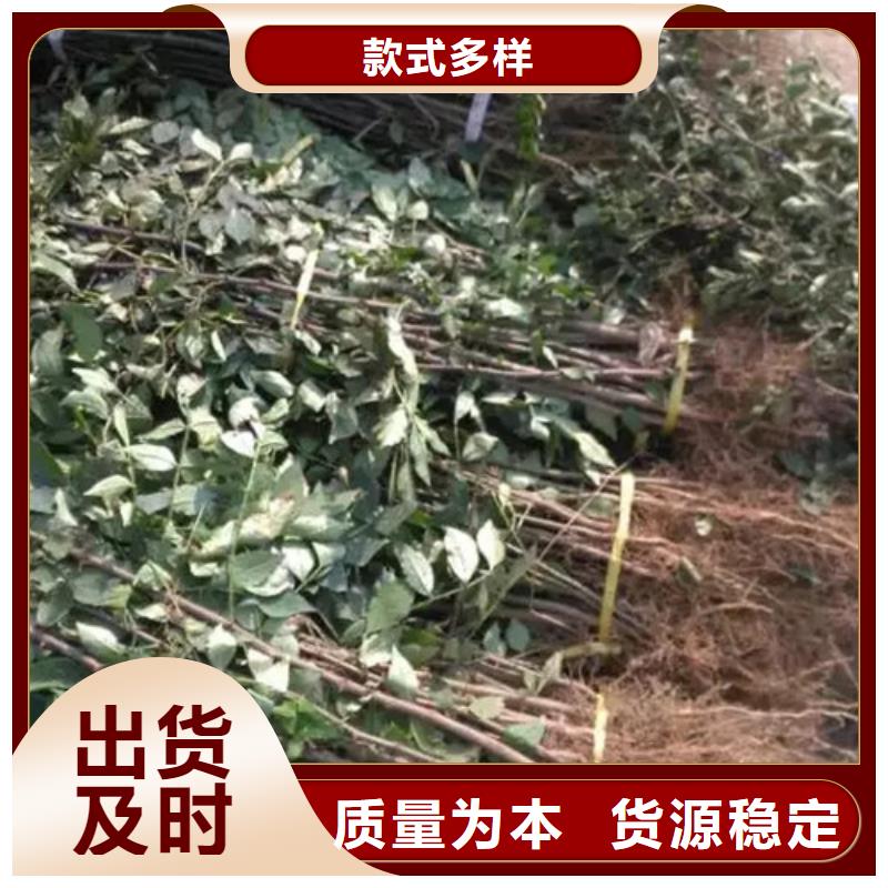 【花椒苗】 板栗苗厂家_兴海苗木种植社(厦门市分公司)