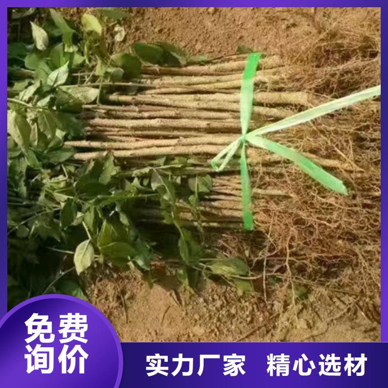 花椒苗核桃苗一站式采购