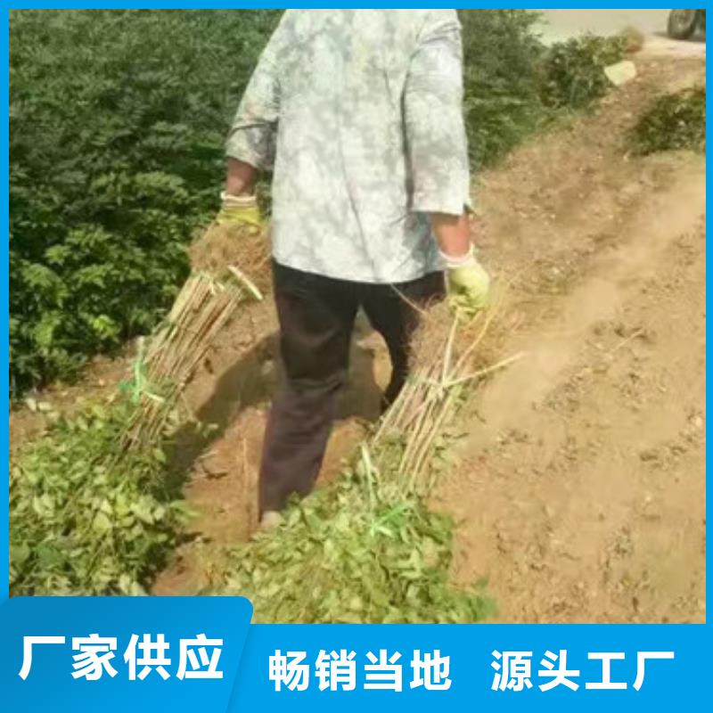 【花椒苗梨树苗厂家现货供应】