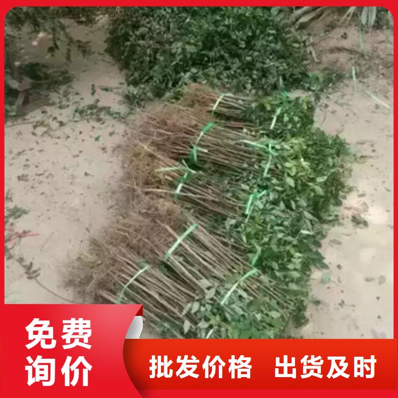 【花椒苗】 板栗苗厂家_兴海苗木种植社(厦门市分公司)