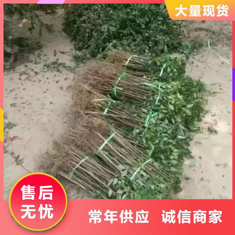 可零售可批发【花椒苗】苹果苗无中间商厂家直销_企业旺旺