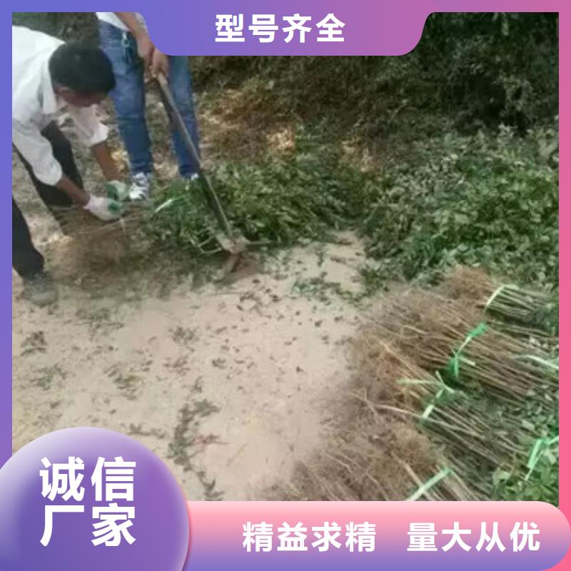 花椒苗售后服务完善