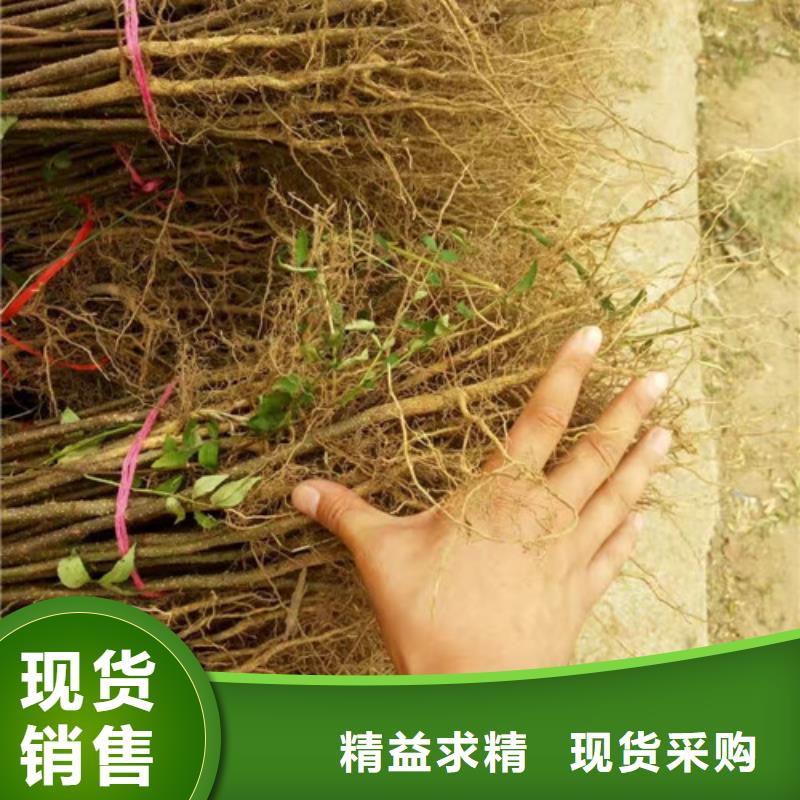 花椒苗-梨树苗量大更优惠