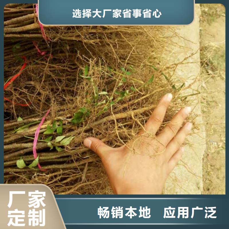 花椒苗葡萄苗N年生产经验