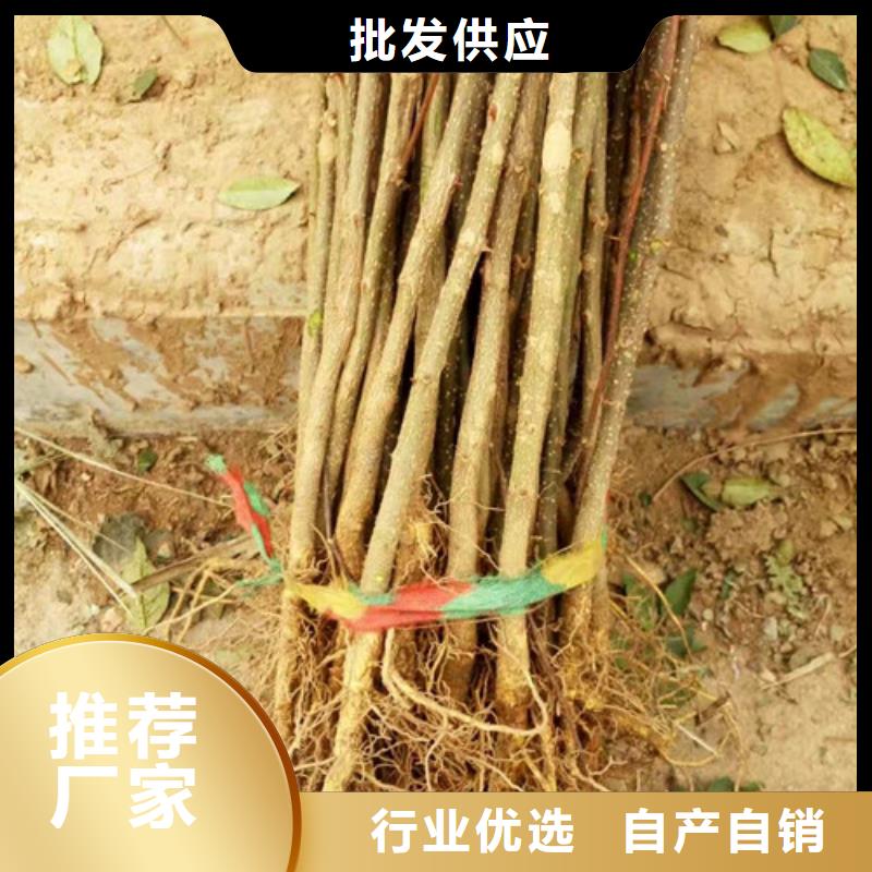 花椒苗,葡萄苗生产型