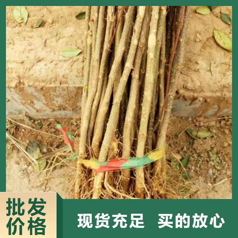 花椒苗,李子苗实力厂商