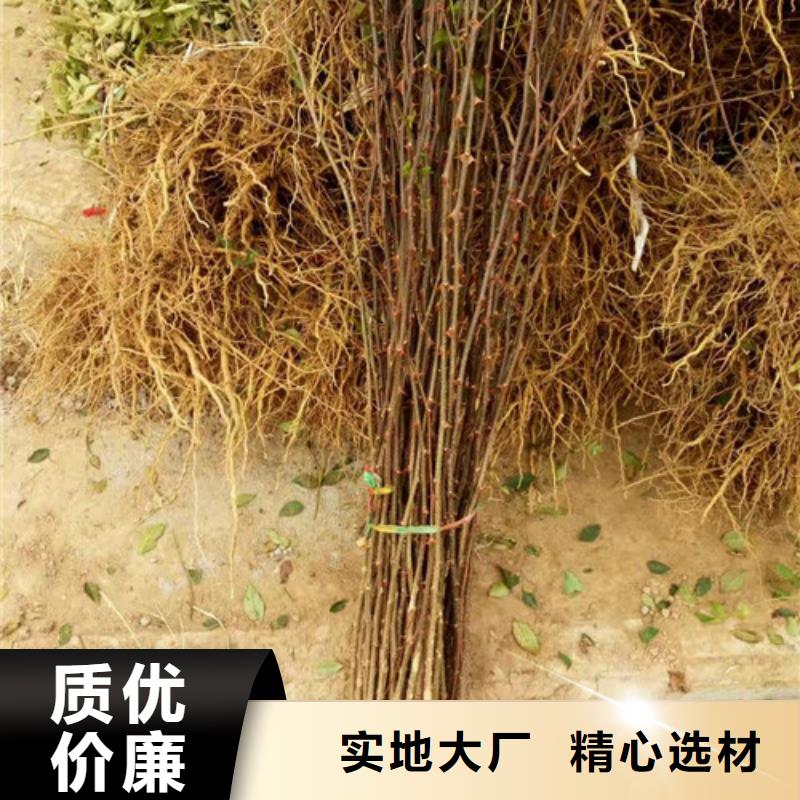 花椒苗葡萄苗做工精細