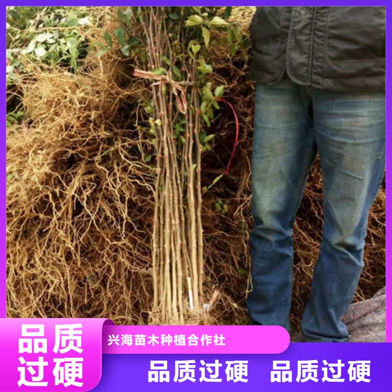 【 花椒苗_梨树苗欢迎来电询价】|核桃苗-兴海苗木种植社(甘肃省分公司)