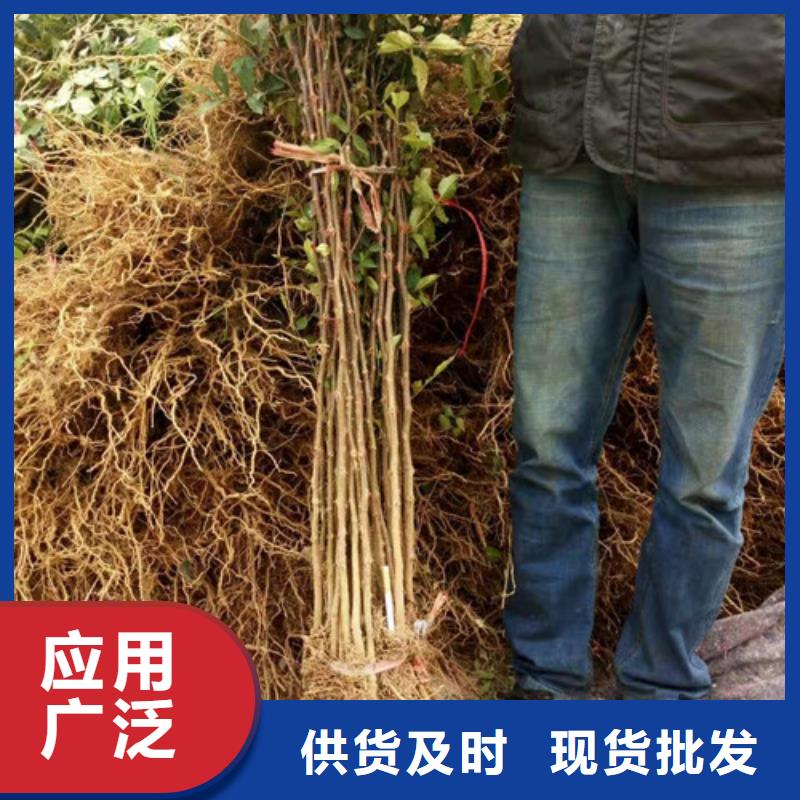 兴海【花椒苗】苹果苗无中间商厂家直销-企业旺旺