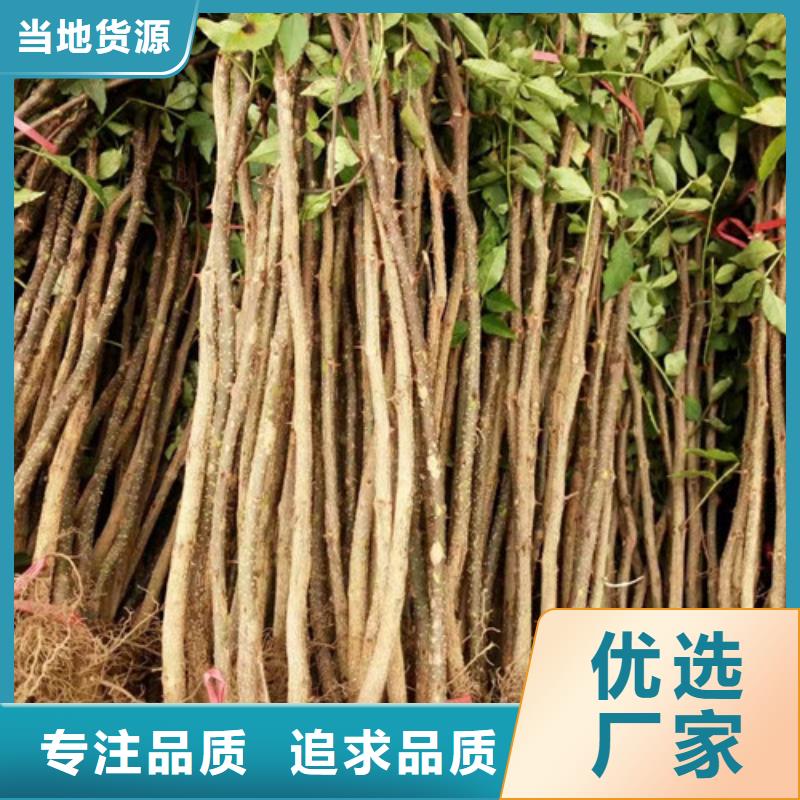 【花椒苗】桃树苗品质做服务