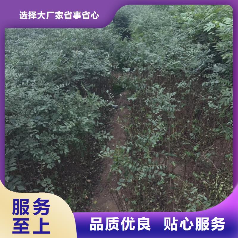 花椒苗桃树苗为您精心挑选