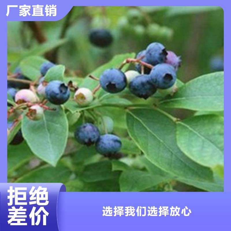 蚌埠直销维口蓝莓树苗种植时间