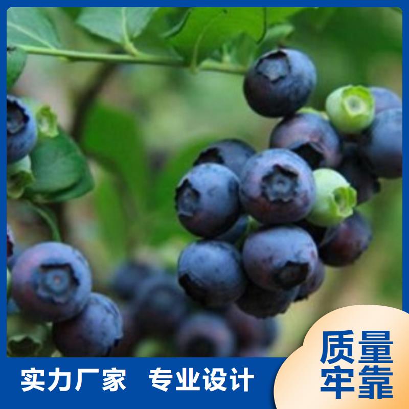 蚌埠直销维口蓝莓树苗种植时间