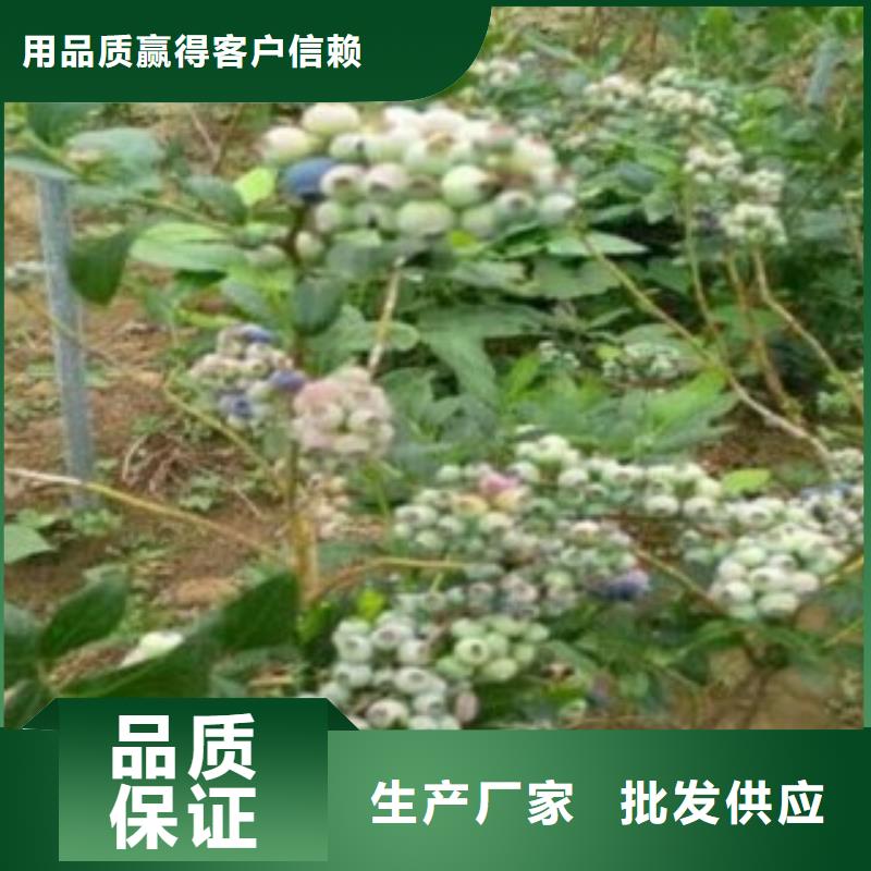 红利蓝莓树苗怎样购买