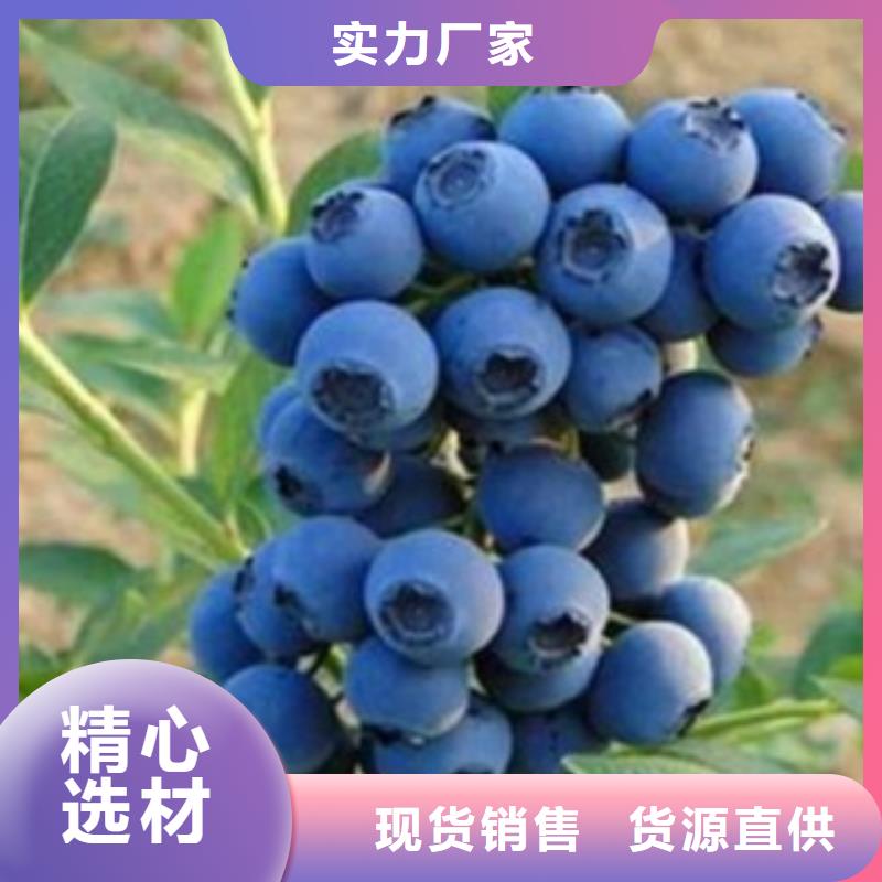 藍(lán)莓苗桃樹苗精心選材