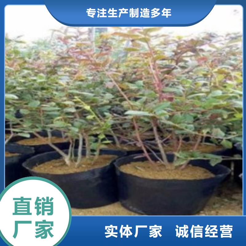 藍莓苗蘋果苗當地貨源