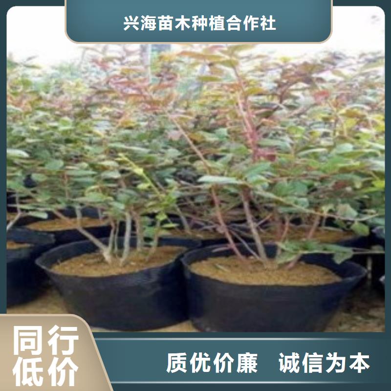【蓝莓苗】板栗苗敢与同行比服务