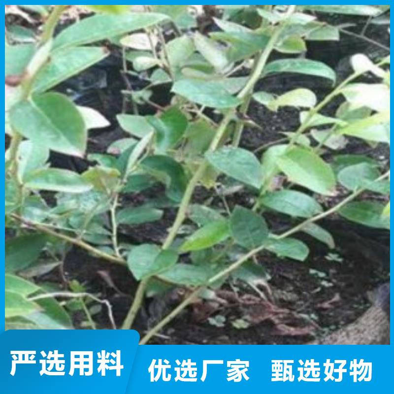 巨丰蓝莓树苗生产基地