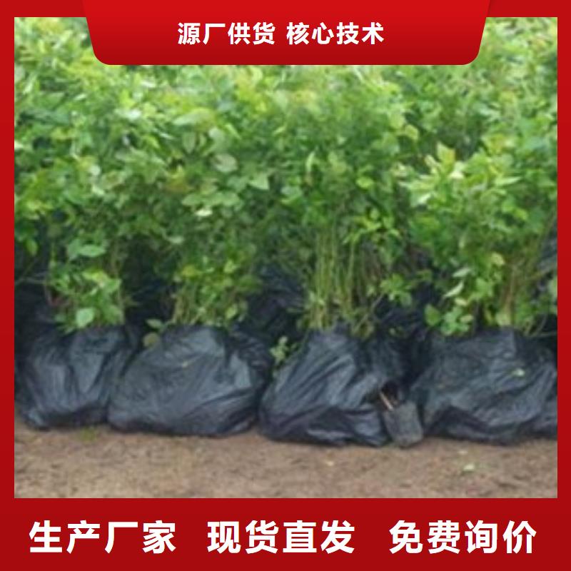 贵州【铜仁】直销10厘米艾丽丝蓝蓝莓苗艾丽丝蓝蓝莓苗最新高产品种