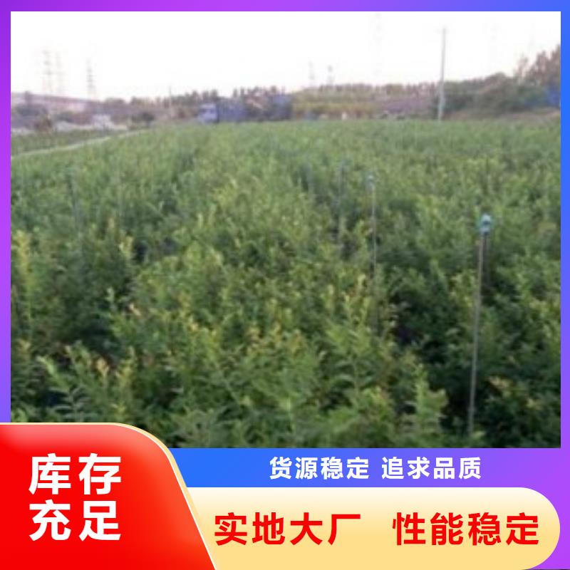 【蓝莓苗,苹果苗超产品在细节】