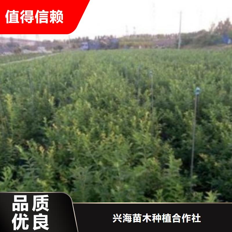 【 蓝莓苗_梨树苗质量不佳尽管来找我】同城货源