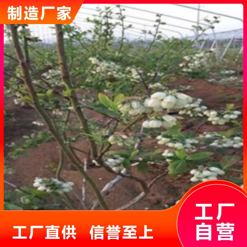 核桃苗兴海蓝莓苗 【桃树苗】源头直供