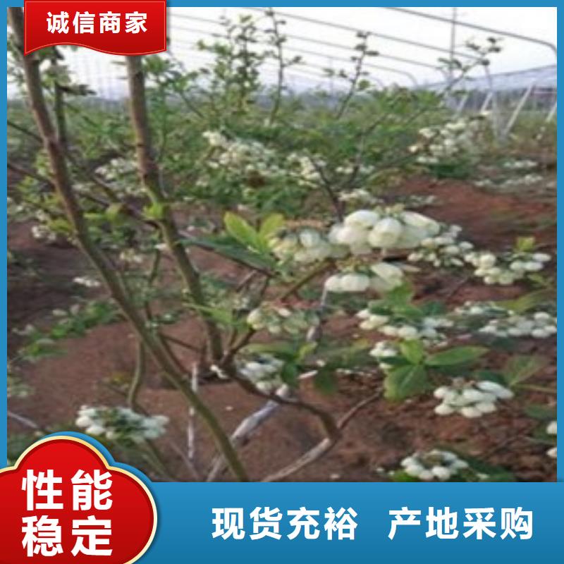 蓝莓苗【核桃苗】工厂现货供应