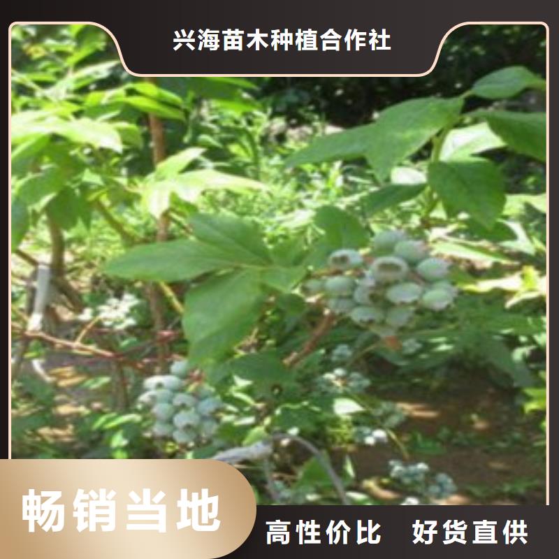 蓝莓苗精致工艺