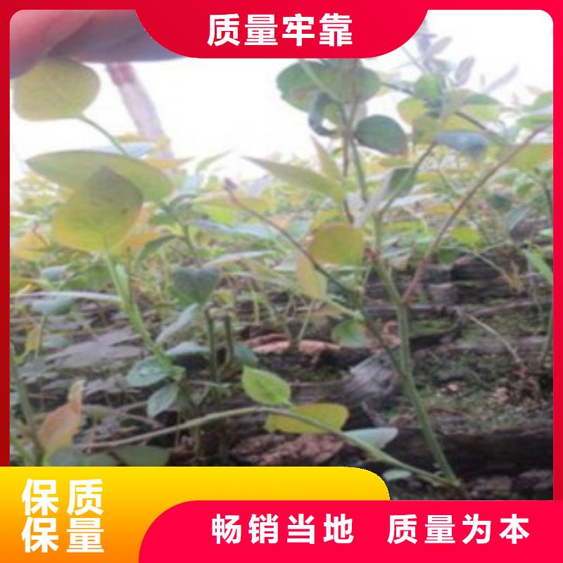 贵州【铜仁】直销10厘米艾丽丝蓝蓝莓苗艾丽丝蓝蓝莓苗最新高产品种