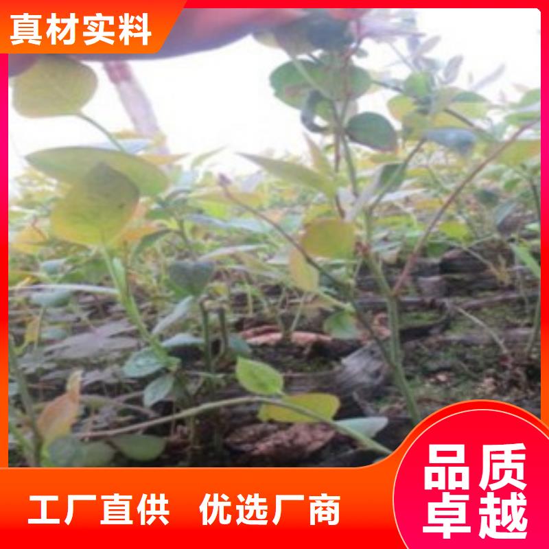 蓝莓苗板栗苗实体诚信厂家