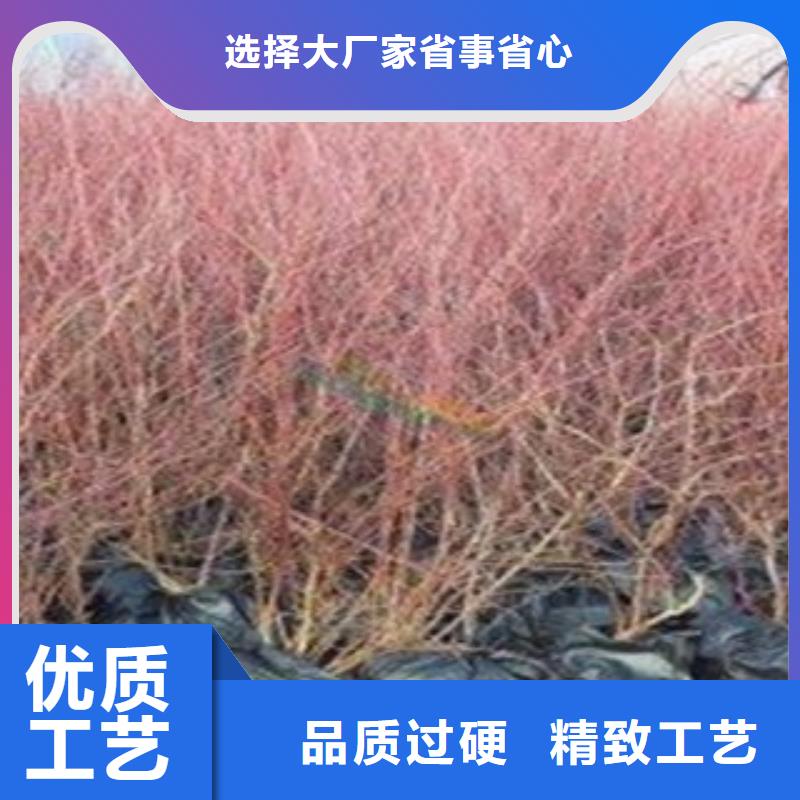 燦爛藍莓樹苗種植方法及時間