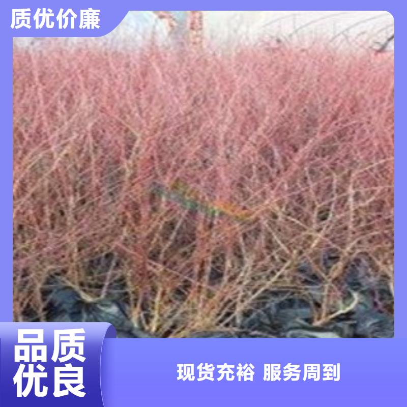 藍莓苗蘋果苗當地貨源