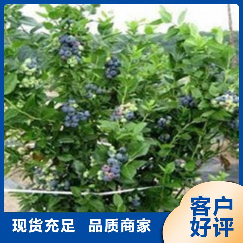 宁夏买园蓝蓝莓树苗批发价格