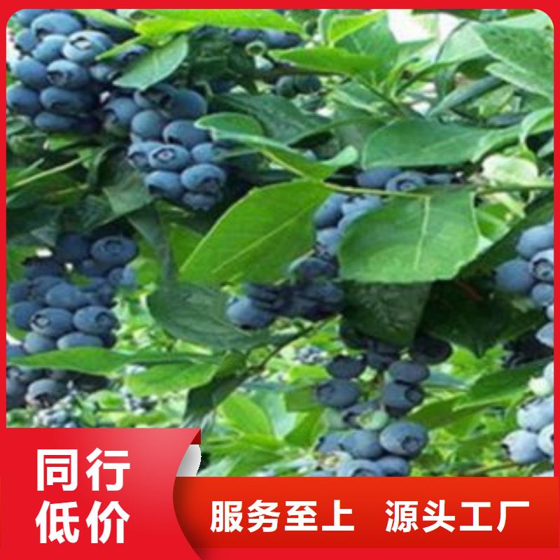 蓝莓苗桃树苗精心选材