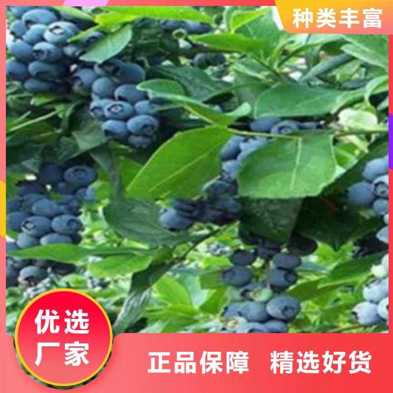 蓝莓苗桃树苗精心选材