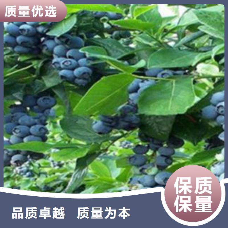 芝妮蓝莓树苗基地