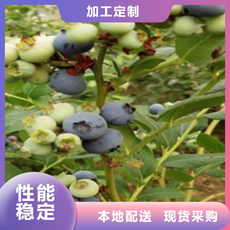 蓝莓苗桃树苗精心选材
